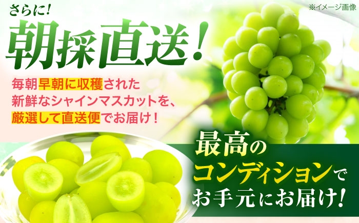 フルーツ フルーツ定期便 果物 果物定期便 くだもの ブドウ ぶどう シャインマスカット マスカット しゃいんますかっと