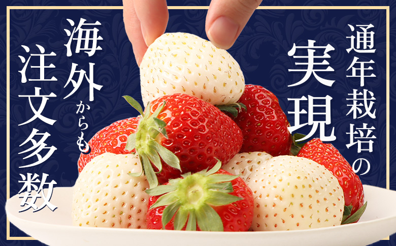 【北海道産】ゆきいちご（ゆきぼたん/紅ほっぺ）赤白ＭＩＸ×２Ｐセット 250g×2 計【59003】