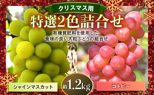 
≪先行予約≫贈答用 2024年 山形県 高畠町産 特選2色詰合せ( シャインマスカット・コトピー) 約1.2kg(2房) 2024年12月23日～24にお届け クリスマス Xmas 年内届け ぶどう ブドウ 葡萄 マスカット 大粒 種なし 高級 くだもの 果物 詰合せ 食べ比べ 2種 赤白 フルーツ ギフト プレゼント 産地直送 農家直送 数量限定 F20B-435
