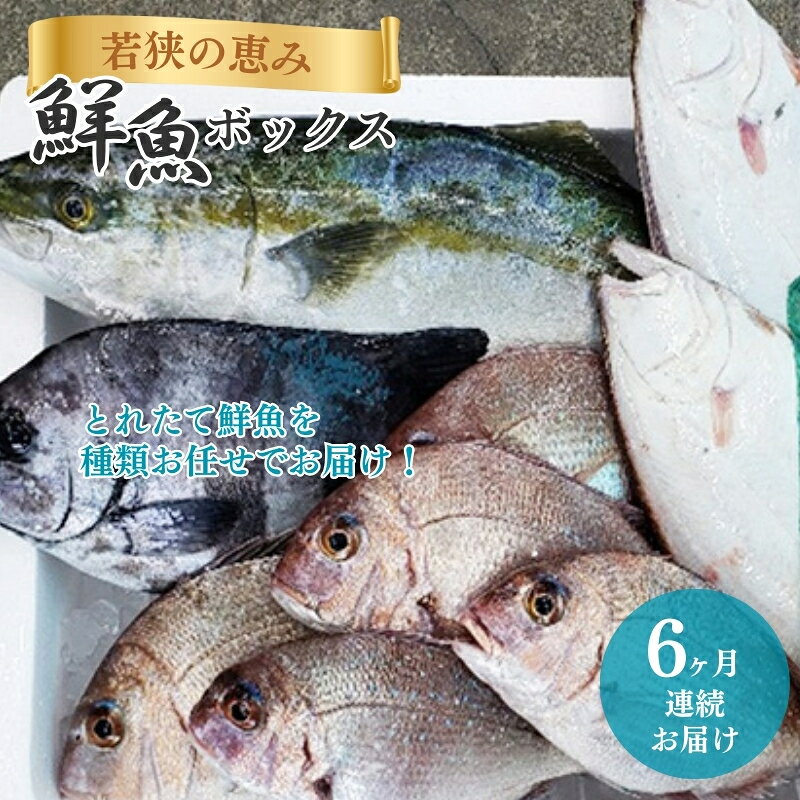 【ふるさと納税】イカ 定期便 鮮魚セット 6ヶ月 詰め合わせ 6回 若狭の恵み 鮮魚ボックス 種類はお任せ 魚介類 海鮮セット 貝類 とれたて 産地直送 半年 季節の味覚 福井県 若狭町 新鮮