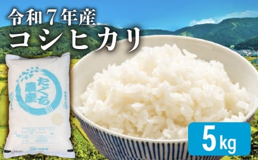 【令和7年産】 新米 こしひかり 5kg 精米 米 コメ お米 白米 ご飯 コシヒカリ 5 1袋 令和7年 順次発送 滋賀 彦根
