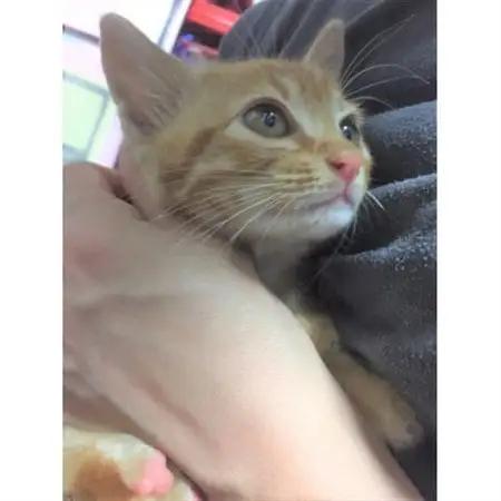 【返礼品なし】TNR活動(野良猫避妊・去勢手術助成金事業等)への寄附　1口:1,000円