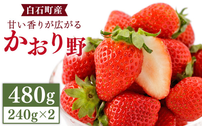 
                  【先行予約 2027年1月～発送】甘い香りが広がる！ かおり野 240g×2パック / いちご 苺 イチゴ かおりの 香り野 フルーツ 果物 甘い あまい  アフター対応 アフターフォロー 期間限定 産地直送 国産 佐賀県産 さがいちご 九州 佐賀県 白石町【StrawberryFarm-K】  白石 [IBJ003]
                