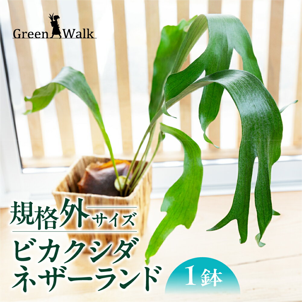 【ふるさと納税】ビカクシダネザーランド 土植え 1鉢 ≪規格外品≫ 観葉植物 植物 インテリア グリーン 緑 おしゃれ 可愛い 希少 珍しい ビカクシダ コウモリラン ワケアリ 訳あり わけあり 大きい 板付け 板 送料無料 雑貨 お洒落 セット 愛知県 豊橋市