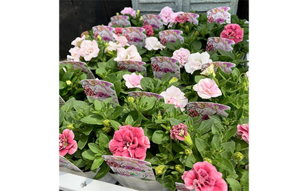 No.147 【季節の寄植えリース】ウォームセレクト＊花工房すなが＊