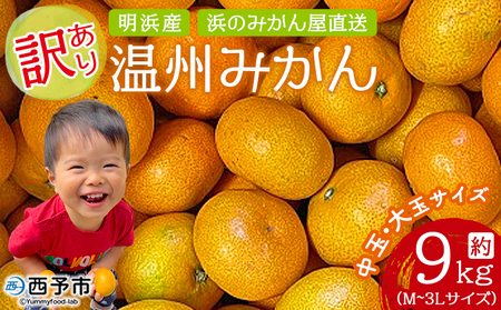 ＜訳あり 温州みかん 約9kg＞ 中玉 大玉 明浜産 果物 フルーツ 蜜柑 うんしゅうみかん ウンシュウミカン 柑橘 家庭用 浜のみかん屋 直送 愛媛県 西予市【常温】『2025年11月上旬～12月中旬迄に順次出荷』AHM0005