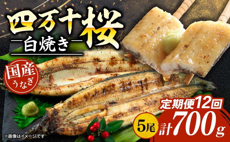 【通常用】【12回定期便】極上国産うなぎ四万十桜 白焼き約140g✕5尾 | うなぎ 鰻 ウナギ 白焼き 定期便 国産 四万十鰻 ウナギ 蒲焼き 調理済み タレ付き 頒布会 ギフト（お歳暮/お正月）高級 お取り寄せ グルメ 食べ比べ 冷凍