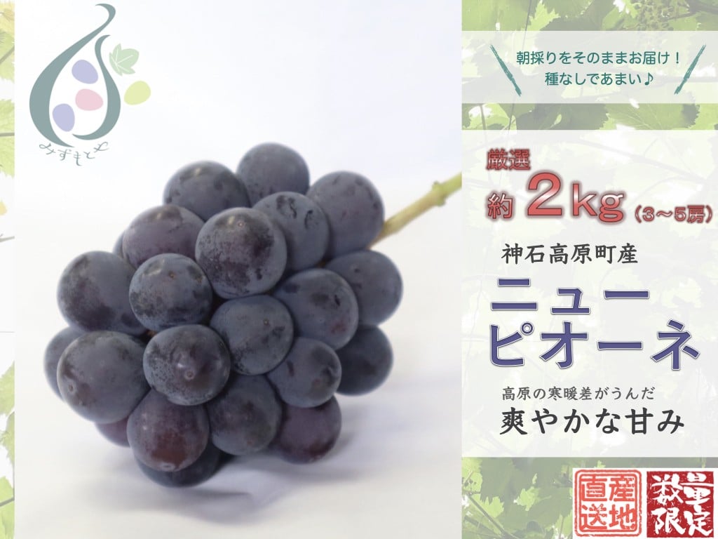 
            【令和8年発送分 / 先行予約】厳選ピオーネ　約2.0㎏  神石高原町産【みずもとや（田邉）】
          