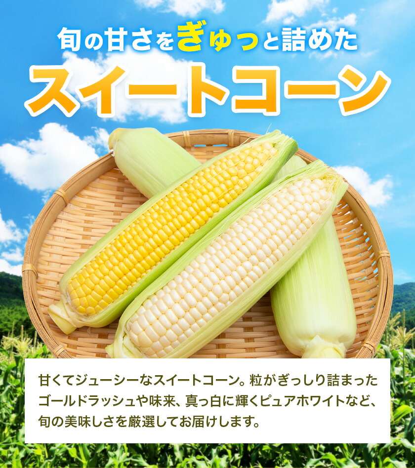 スイートコーンセット 8-10本【養生市場】 コーン とうもろこし 品種おまかせ ランダム 野菜 九州産 熊本県産 送料無料《5月上旬-6月末頃出荷》---003-1576---