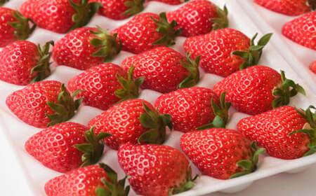 先行予約 【大粒/厳選】新鮮いちご 20粒×2シート 〈品種：紅ほっぺ〉 Happy Strawberry 旬の時期に収穫してすぐ発送！ 【 いちご フルーツ 旬 数量限定 人気 岩手 陸前高田 】2