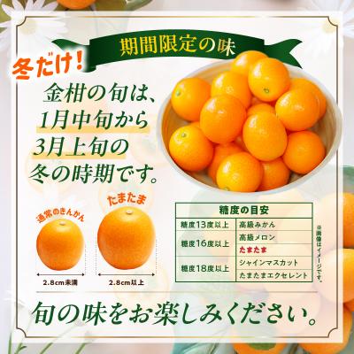 ふるさと納税 高千穂町 完熟きんかん たまたま 2kg |  | 01