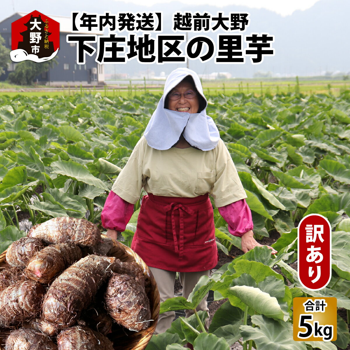 【ふるさと納税】【先行予約】【訳あり】越前大野下庄地区の里芋 5kg 無選別 M～LLサイズ【10月下旬ごろから順次発送】 [A-095001]