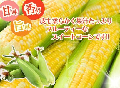 ドルチェドリーム 6本入り【2025年6月上旬から発送】REGALO[5530-0396]