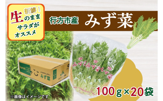AE-54 JAなめがたしおさい直送「みず菜」100g×20袋