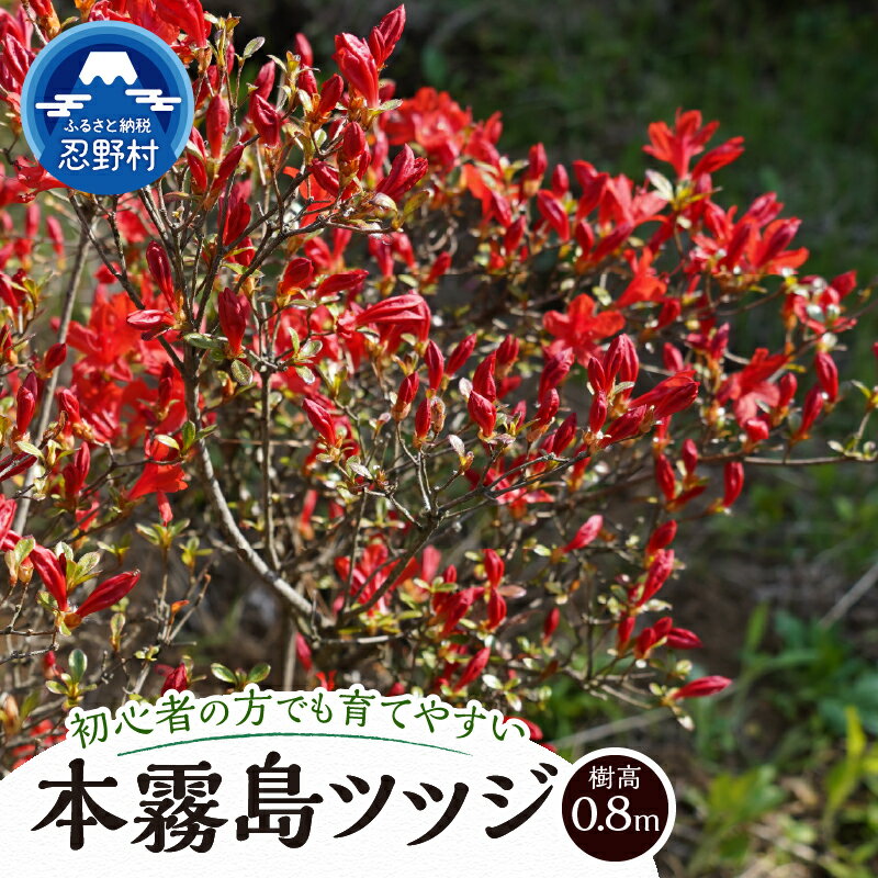 【ふるさと納税】 ツツジ 本霧島ツツジ 赤 植木 植物 樹木 常緑低木 0.8m 緋紅色 小輪の花 ガーデニング 苗 庭木 送料無料 山梨県 忍野村