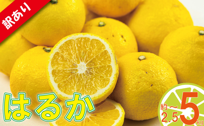 
訳あり みかん 家庭用 はるか 約2.5kg または 約5kg ( 訳あり みかん 訳あり柑橘 訳あり商品 はるか みかん 柑橘 3月発送 松山 愛媛県 )
