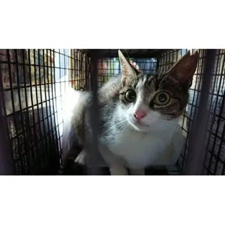 【返礼品なし】TNR活動(野良猫避妊・去勢手術助成金事業等)への寄附　1口:1,000円