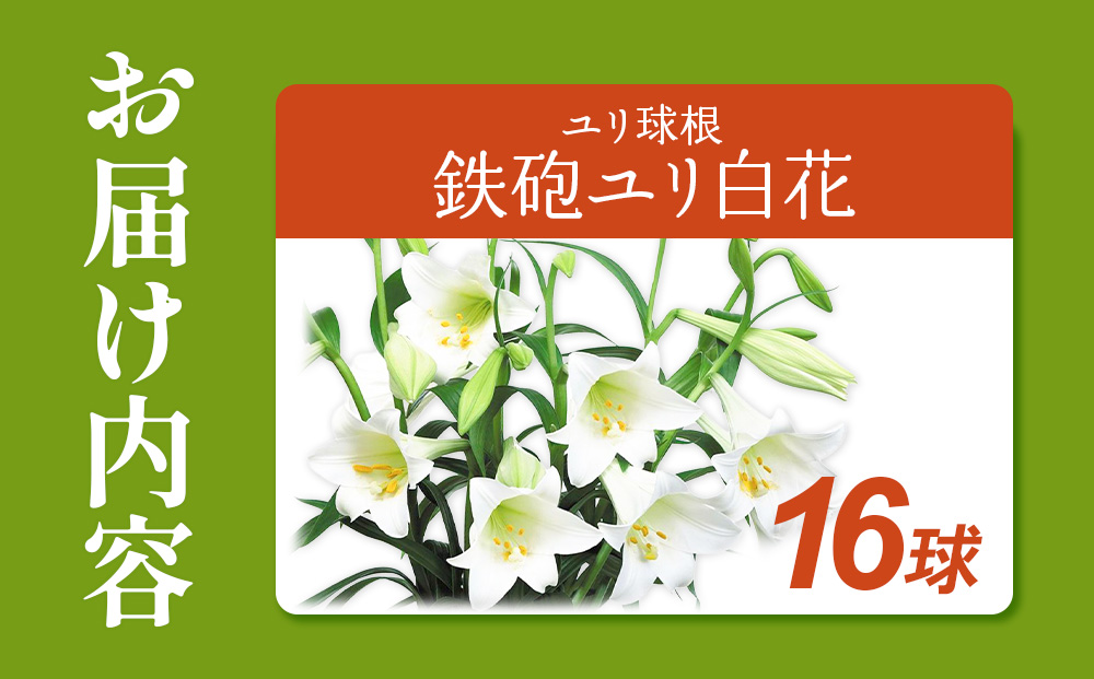 【期間限定】鉄砲ユリ球根白花　16球　花 フラワー 園芸 ガ
