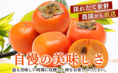 貯蔵富有柿 12 個～14 個 L～2L サイズ