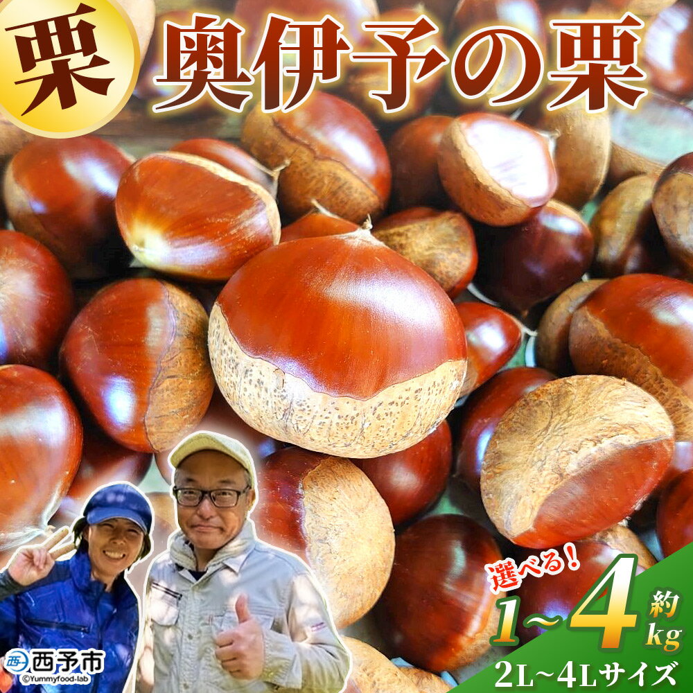 【ふるさと納税】＜奥伊予の栗 2L～4L（約1kg～4kg）＞ 選べる内容量 サイズ 大玉 大粒 プレミア 大きい 甘い 生栗 和栗 マロン くり 和栗 栗ごはん 栗きんとん 甘露煮 国産 産地直送 城川ファクトリー 愛媛県 西予市【冷蔵】『2025年9月中旬～10月上旬に順次発送予定』