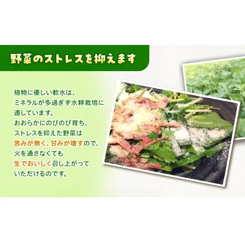 サラダほうれん草 22袋 野菜サラダセット 詰め合わせ ほうれんそう ホウレン草 新鮮 産地直送 大容量 業務用 まとめ買い 野菜セット ギフト 詰合せ 常備野菜