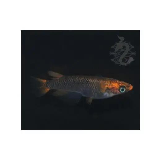 メダカ「GOD」2ペア