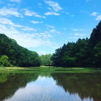 ふるさと納税 多古町 新米【令和7年産】たこまいらいふ萩原農場の多古米コシヒカリ(精米)3kg |  | 02