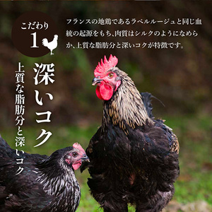キーマカレー 地鶏丹波黒どりと丹波黒大豆のキーマカリー 20食セット 最短4日以内発送