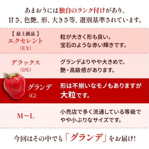 苺 福岡県産 あまおう 500g（2パック） 先行予約 発送予定：2026年2月より順次発送 いちご イチゴ 果物 ※配送不可:離島_イメージ3
