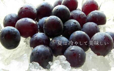 巨峰 約 1kg（2～3房） | フルーツ 果物 くだもの ぶどう ブドウ 葡萄 新鮮 農家直送 熊本 玉名