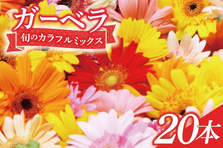 
            旬の水戸市常澄のガーベラ カラフルミックス20本【ガーベラ 産直 サプライズ フラワーアレンジ 花 お花 贈り物 誕生日 母の日 彼女にプレゼント 水戸市 茨城県】（DR-130）
          
