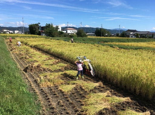 【令和8年産先行予約】『どじょうのいる田んぼのお米』コシヒカリ 玄米 2kg | 馬場農園
