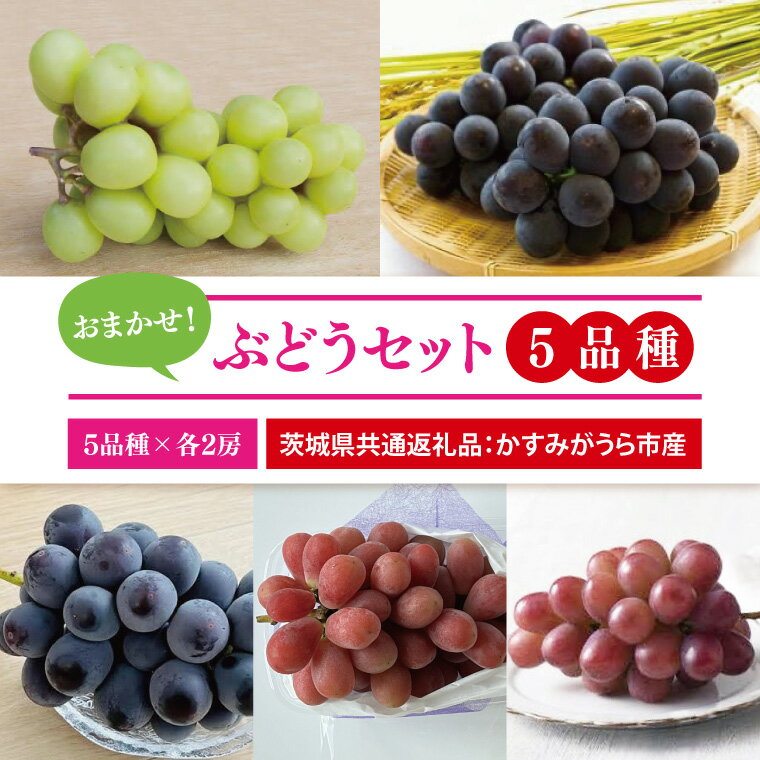 【ふるさと納税】【先行予約】【2025年9月より発送開始】おまかせ！ぶどうセット 5品種×各2房（茨城県共通返礼品：かすみがうら市産）|かすみがうら市産 共通返礼品 茨城県 大子町（CD171）