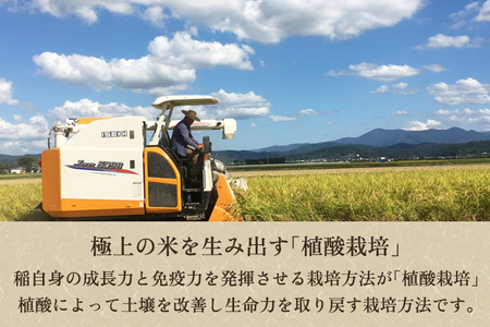 【令和7年産】【定期便6ヶ月毎月お届け】新潟産コシヒカリ「伝」白米真空パック 精米10kg（5kg×2）《順次出荷》