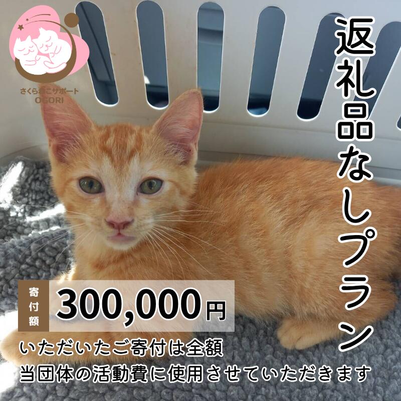 【ふるさと納税】保護猫活動を応援！ 返礼品無し 300,000円（お礼状送付） 保護猫