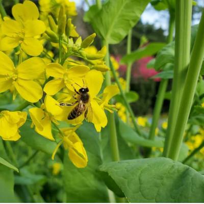 ふるさと納税 滝沢市 非加熱はちみつ　春の百花(さくら)600g×1本 |  | 02
