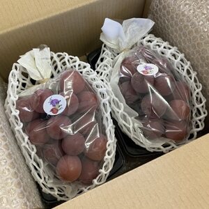 【訳あり】種なしぶどう 青森県産クインニーナ 2房(1.0kg～1.2kg)【配送不可地域：離島】【1613277】