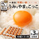 【ふるさと納税】発送月が選べる【定期便 3回】平飼い卵「うみとやまとこっこ」上田養鶏場 たまご40個 × 3ヶ月【合計120個】佐賀県鹿島産 卵 タマゴ E-128 3ヵ月