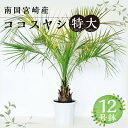 【ふるさと納税】南国宮崎産 ココスヤシ 特大 12号鉢 観葉植物 植物育成 植育 観賞用 観賞 雑貨 部屋 植物 育成 植木鉢 植木 リゾート気分 新居 インテリア 耐寒 耐寒植物 耐寒性 越冬 地植え 宮崎県 宮崎市 送料無料