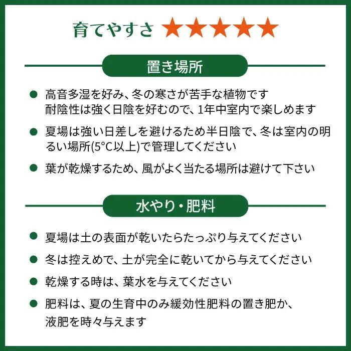 葉模様が独特で美しい 『カラテア・ランシフォリア (インシグニス)』 糸島市 / cocoha 観葉植物 グリーン 緑 インテリア [AWB037]