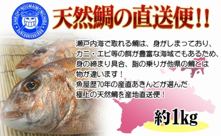 [下処理あり]≪瀬戸内海産≫朝1番水揚げされた天然真鯛を直送致します。［中サイズ］
