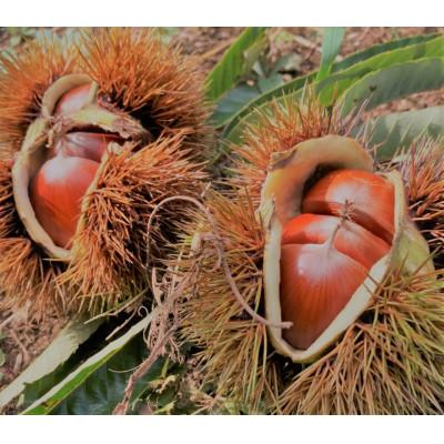 ふるさと納税 石岡市 【先行予約2026年9月中旬より順次発送】茨城県石岡市産　鶴沼の生栗2kg |  | 03