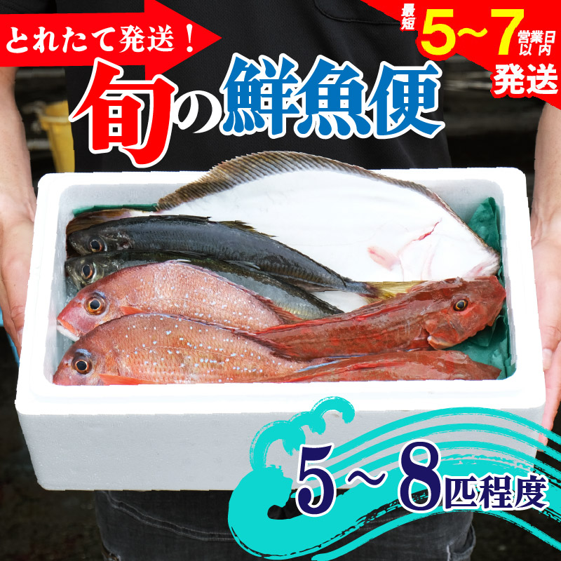 鮮魚 旬 獲れたて セット 5～8匹 鮮魚便 海鮮 魚貝類 魚介類 鮮魚 旬 獲れたて セット 詰め合わせ さかな おさかな 魚 海の幸 福袋 FISH ごはん 夕飯 おかず 今が旬 刺身 刺し身 おつまみ 晩酌 米 丼 三陸産 岩手県 大船渡市