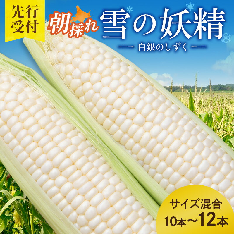 【ふるさと納税】【2026年8月～発送開始！】数量限定！北海道十勝清水町産 希少品種！ 白いとうもろこし 雪の妖精 サイズ混合 10～12本 ホワイト 北海道産 2026年 とうきび 産直 産地直送 希少品種 幻のとうもろこし ぷちっとはじける食感 北海道 清水町 送料無料