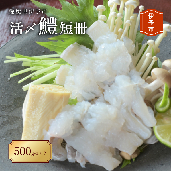 【期間限定】活〆鱧（ハモ）短冊500ｇセット 冷蔵 船上活締め 鱧ちり鍋 北風鮮魚 愛媛県 伊予市|B101