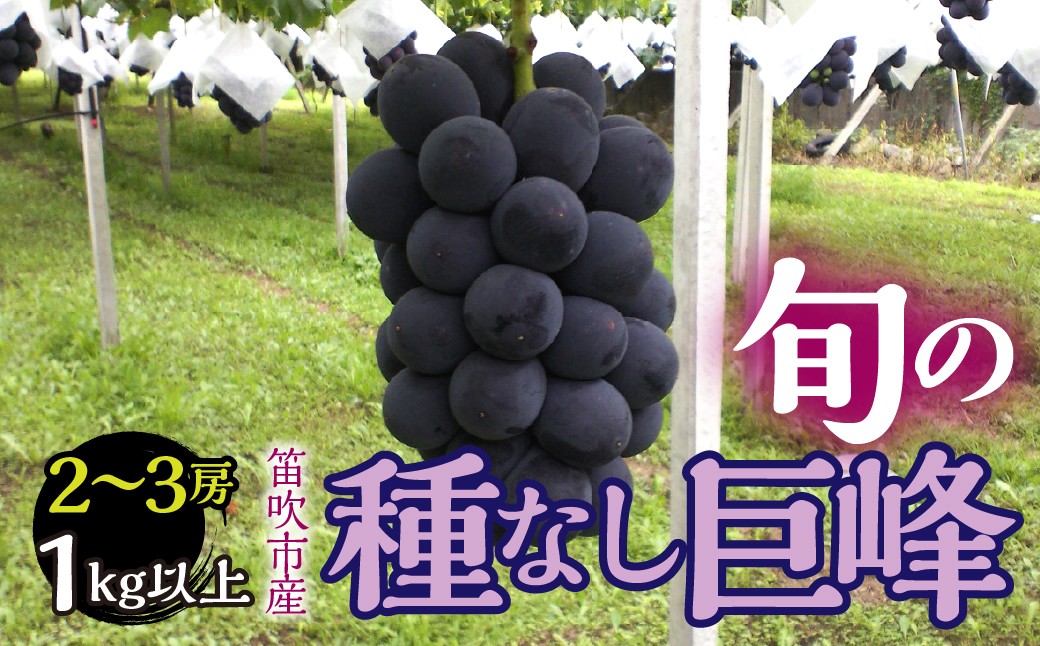
                  【2026年発送★先行予約】 山梨県笛吹市産　種なし巨峰2房～3房　１kg以上 263-006-26y
                