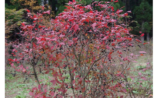 ぶんぶく亭「ナツハゼジャム 3本セット」 140g×3瓶｜ 無農薬栽培された