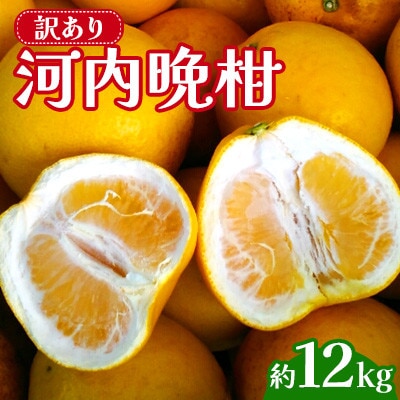 【先行予約 2026年3月下旬～発送予定】 訳あり 河内晩柑 規格外 サイズ不選別 約12kg(宇城【1696049】