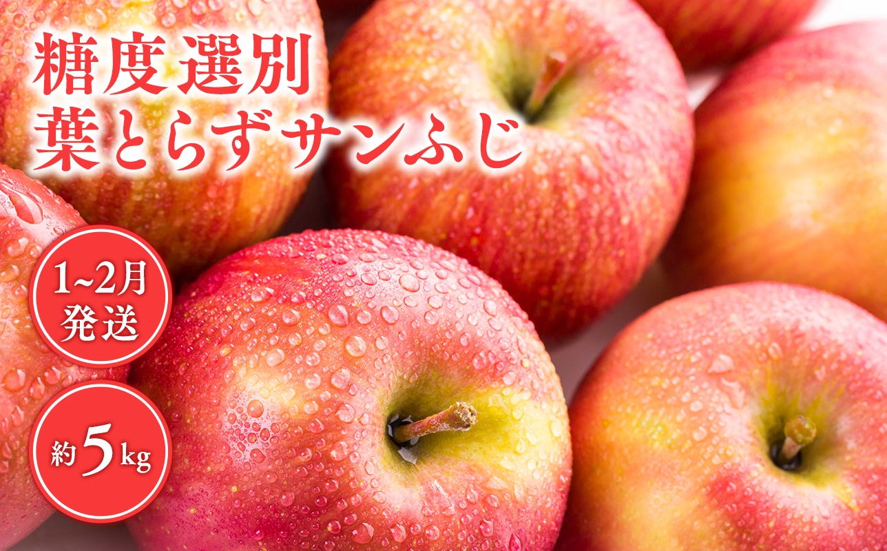 年明け 糖度選別 葉とらずサンふじ約5kg 【青森県 平川市 JA津軽みらい 1月・2月】 年明け発送 青森 青森県産 平川 りんご リンゴ 林檎 くだもの 果物 ふじ フルーツ 