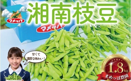 
                  えだまめ 1.8kg 小分け 枝豆 小分け 朝採り とれたて 湘南産 先行予約 2026年7月発送 新鮮 豆 まめ edamame mame マメ えだ豆 エダマメ 個包装 便利 甘い 濃厚 旬 野菜 お酒 やさい 夏野菜 冷蔵 不揃い 10000円 まめっぱ農園 神奈川 湘南 藤沢
                
